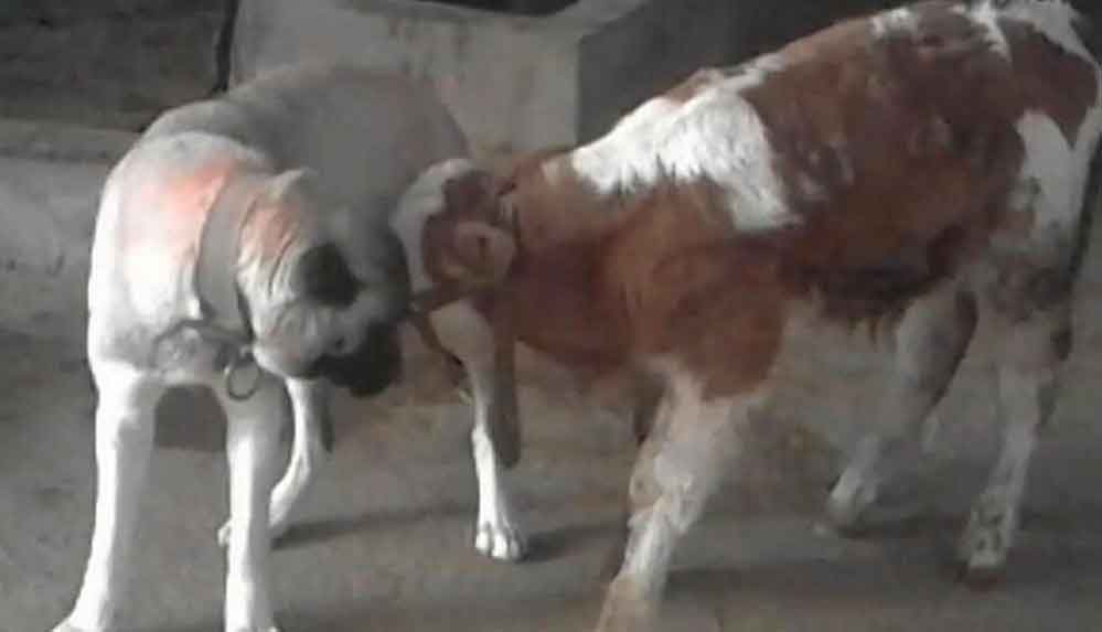 Annesiz-kalan-danayı-kangal-emzirdi