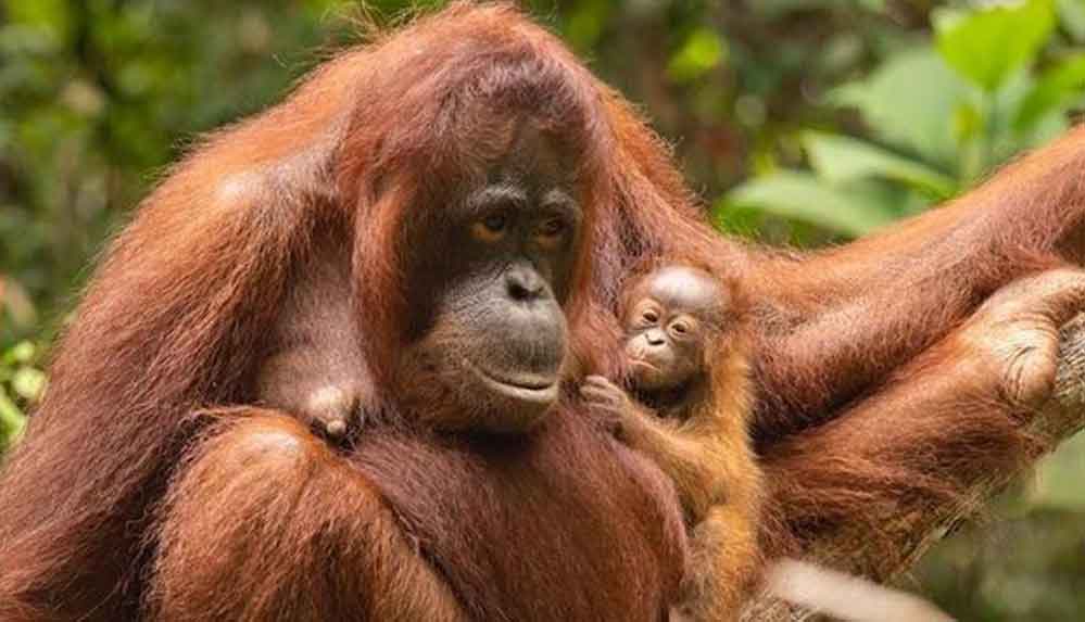 Birçok-hayvan-türü-korona-virüsüne-karşı-savunmasız-olabilir