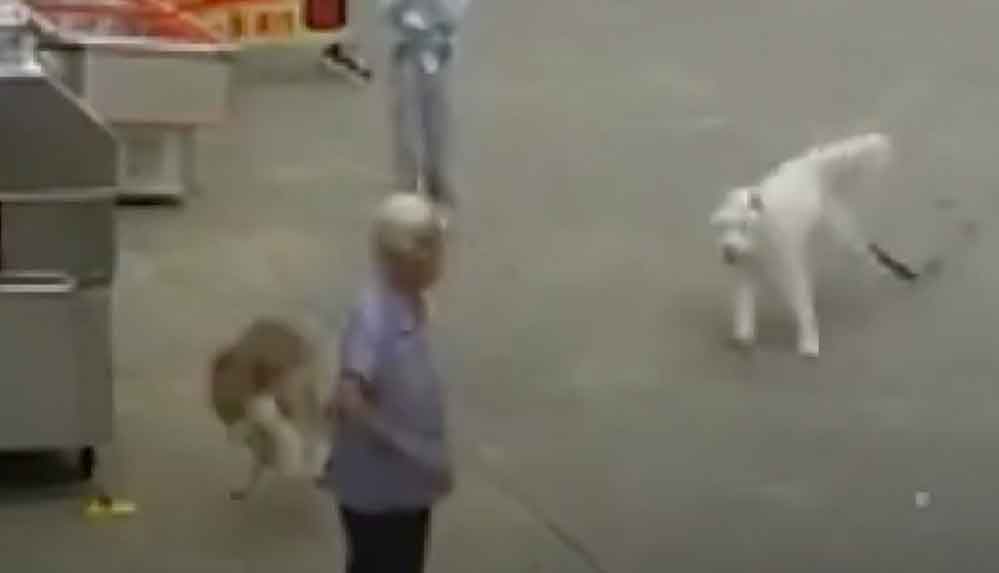 Çin'de,-bir-köpeğin-tasmasının-ayağına-takılması-sonucu-düşen-yaşlı-kadın-hayatını-kaybetti