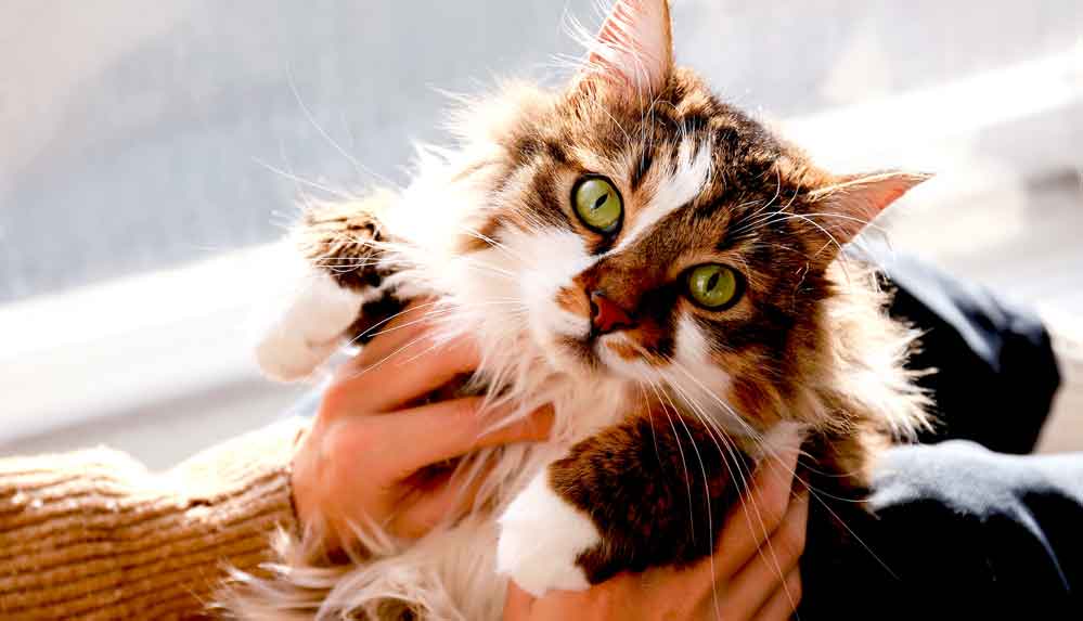 Karantina-döneminin-gizli-kahramanları-'kediler'