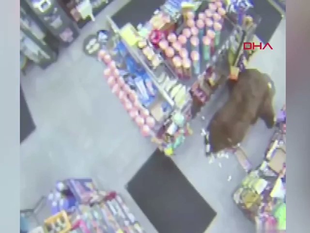 ABD'de ayı, süpermarkete zorla girerek çikolata yedi1