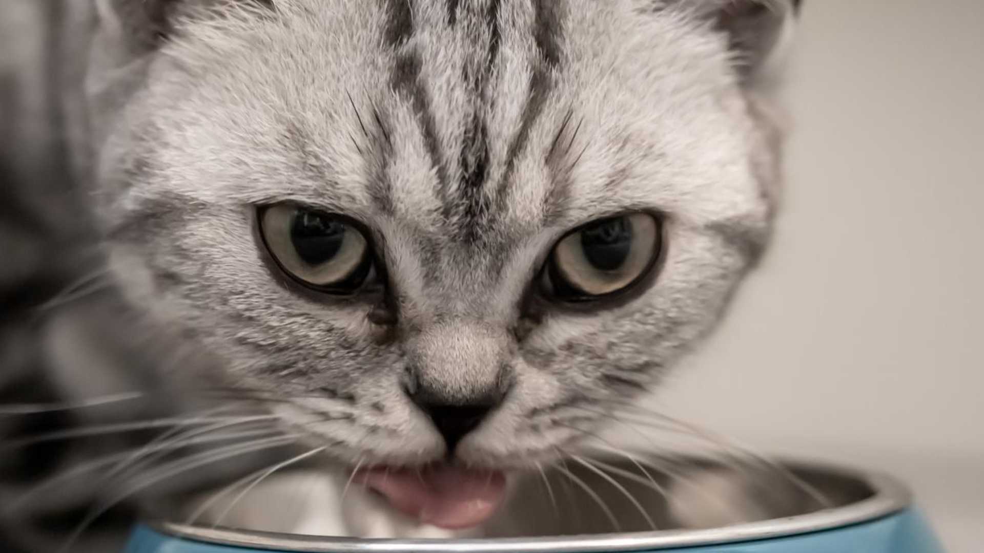 Araştırma ezber bozdu_ Kedilerinizi sık sık değil, günde bir kere besleyin
