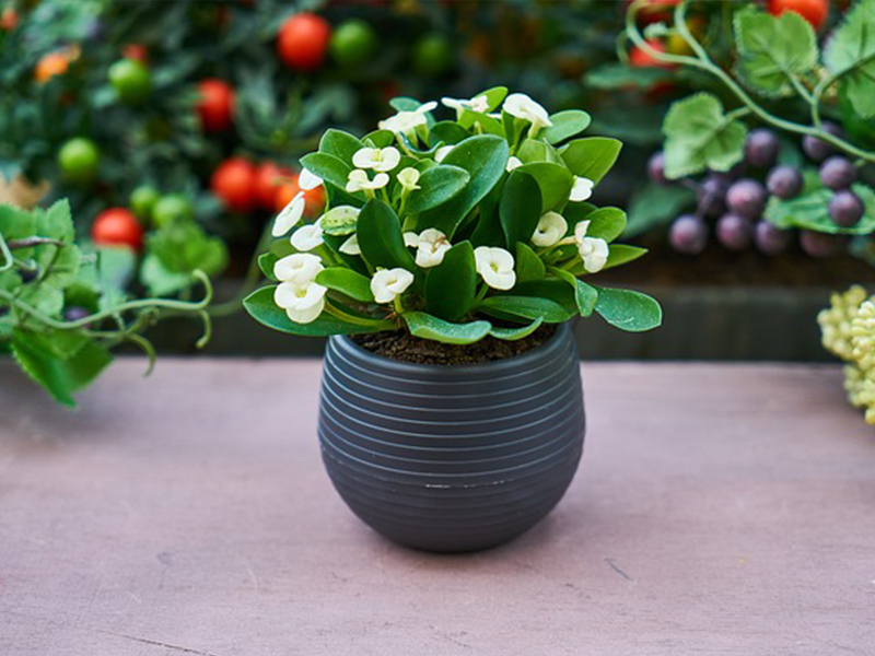 Dört-yapraklı-iç-mekan-bitkisi