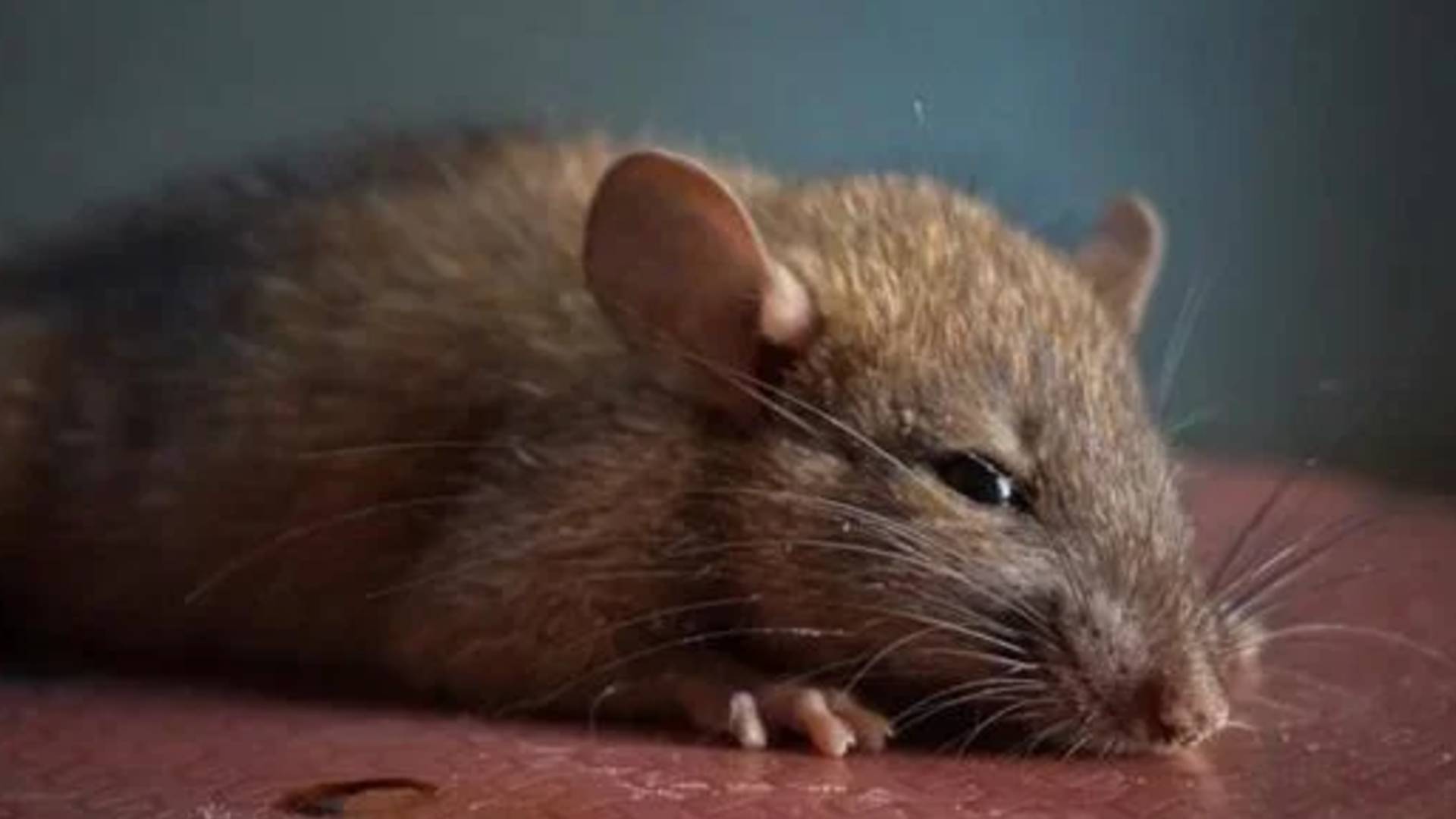 Evleri istila edip evcil hayvanları yiyorlar_ Birleşik Krallık ve ABD'de sıçanlar _çılgına döndü_