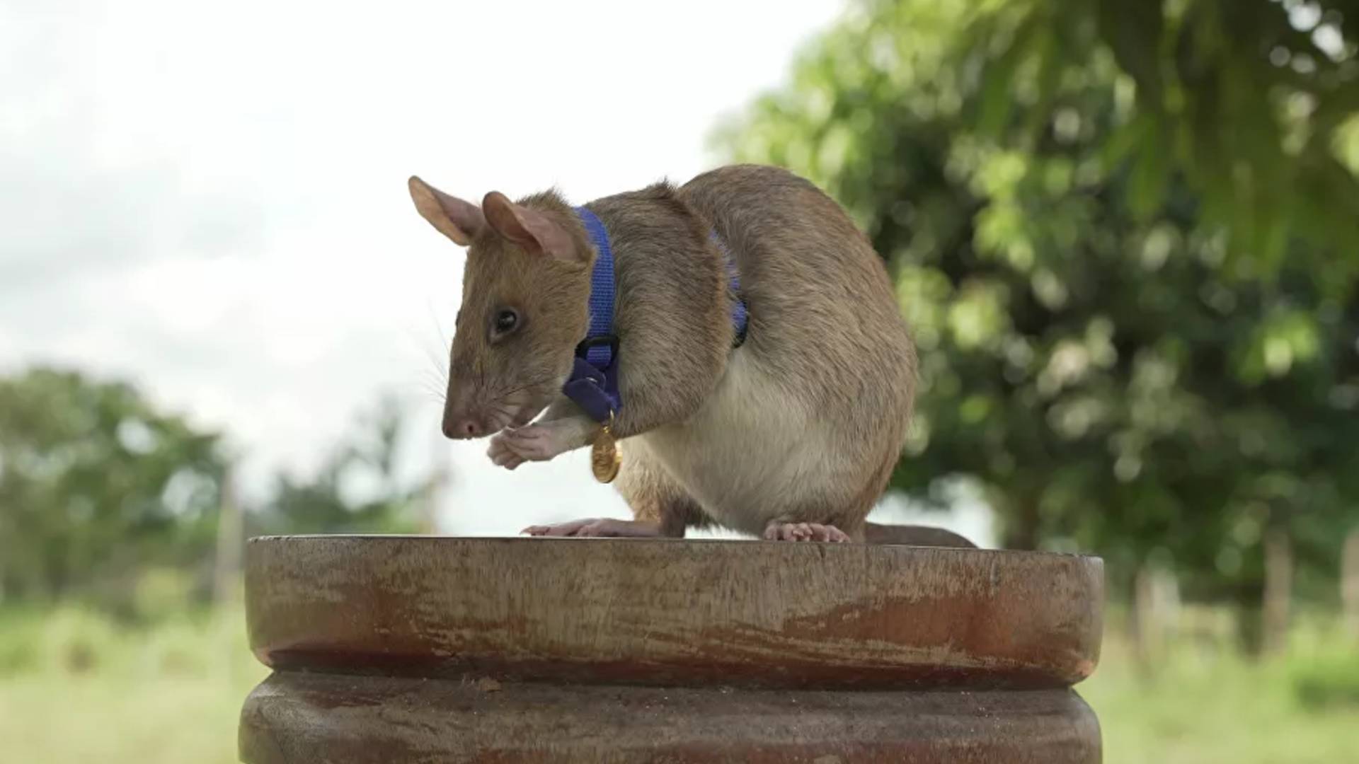 İngiltere'de mayın avcısı sıçan Magawa altın madalya ile ödüllendirildi
