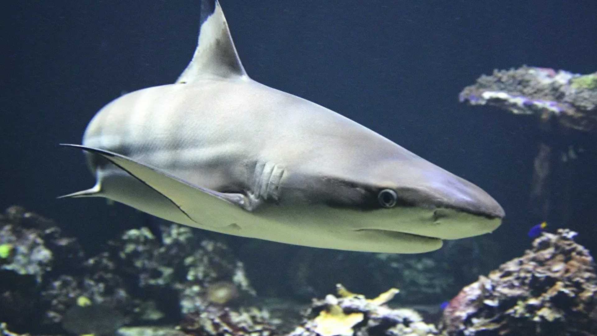 Shark Allies örgütü_ Koronavirüs aşısı için yarım milyon köpekbalığı katledilebilir
