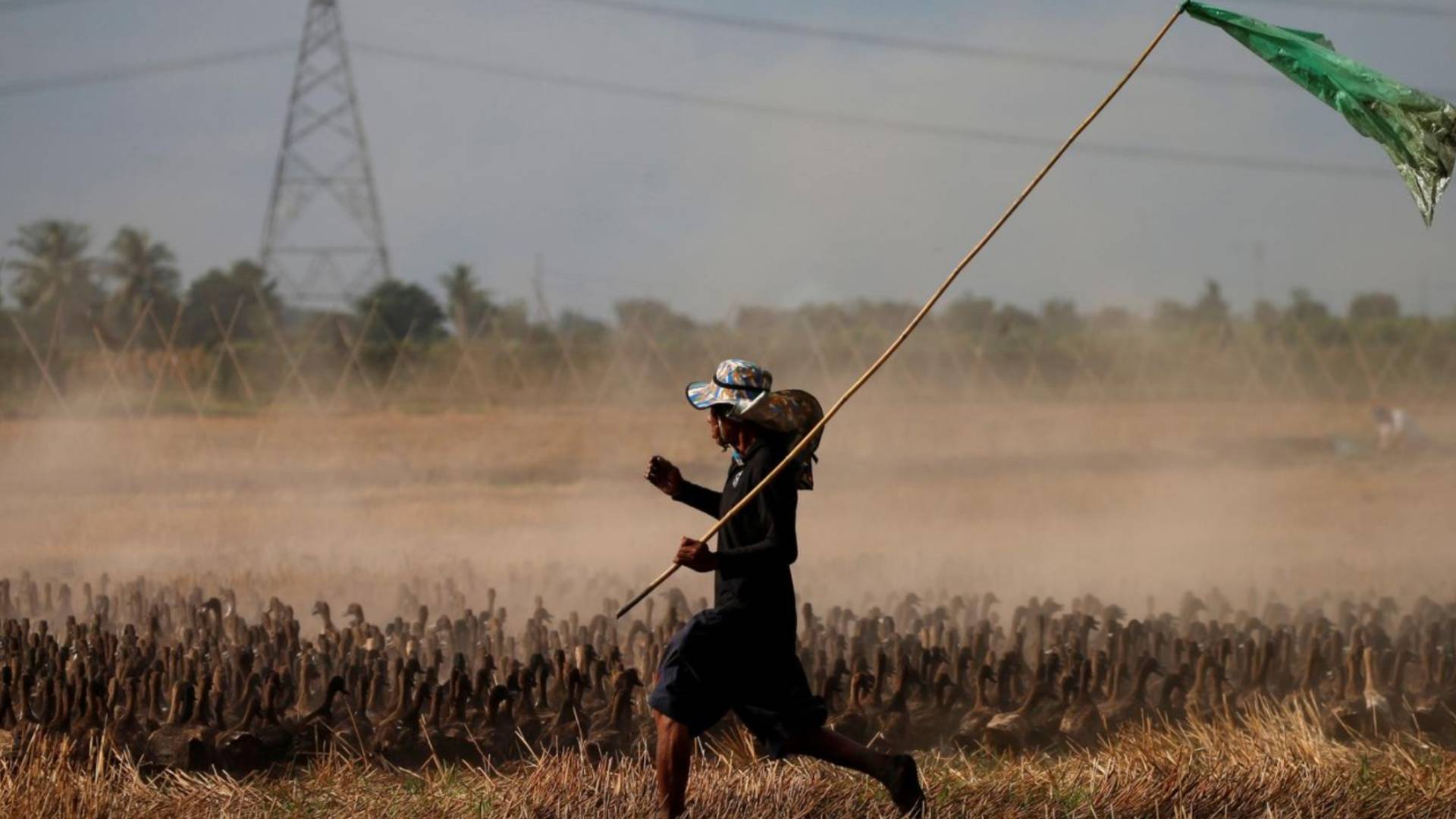 Tayland'ın tarlalarını temizlemek için 10 bin ördek göreve çağrıldı!