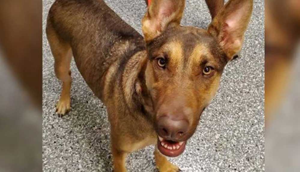 Terk-edilen-köpek--Babam-salgın-nedeniyle-işini-ve-evini-kaybetti;-bana-yeni-yuva-bulun