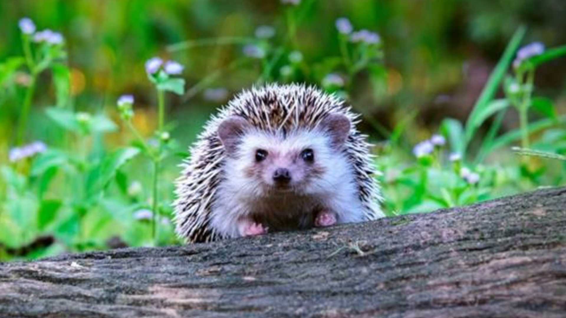 ABD'nin 17 eyaletinde salgın alarmı_ 'Kirpileri öpmeyin'