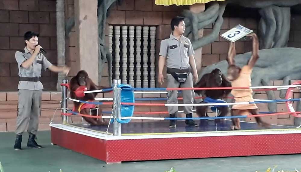 Asya-ülkesinde-hayvan-istismarı--Orangutanlar-boks-ringinde-dövüştürülüyor