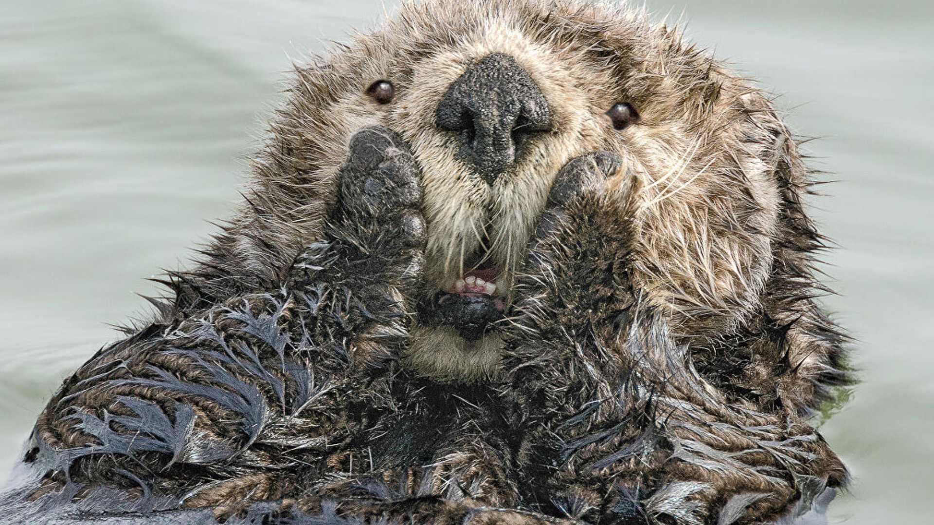 Britanya'da yalnız su samuru, kendisi için kurulan arkadaşlık sitesi sayesinde ‘aşkı buldu’