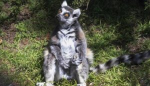 Çalınan lemuru bulan 5 yaşındaki çocuğa ömür boyu unutamayacağı ödül (1)