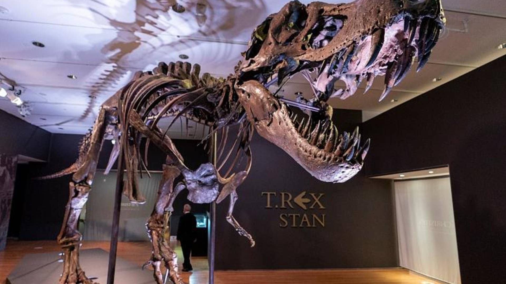 Dinozor iskeleti açık artırmada 31.8 milyon dolara satıldı