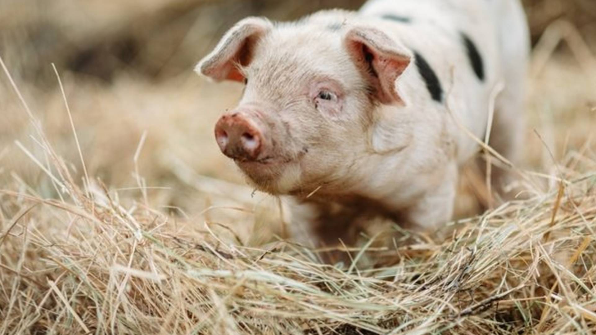Domuzlarda yeni corona virüsü tehlikesi! ‘İnsanlara bulaşma ihtimali yüksek’