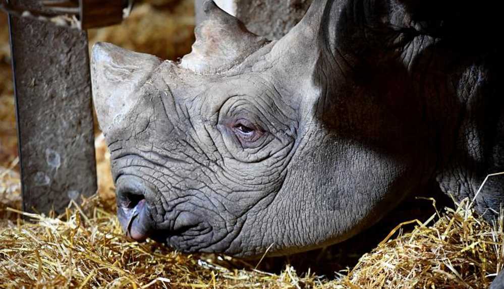 Dünyanın en yaşlı siyah gergedanı Kilaguni 46 yaşında Almanya'da öldü