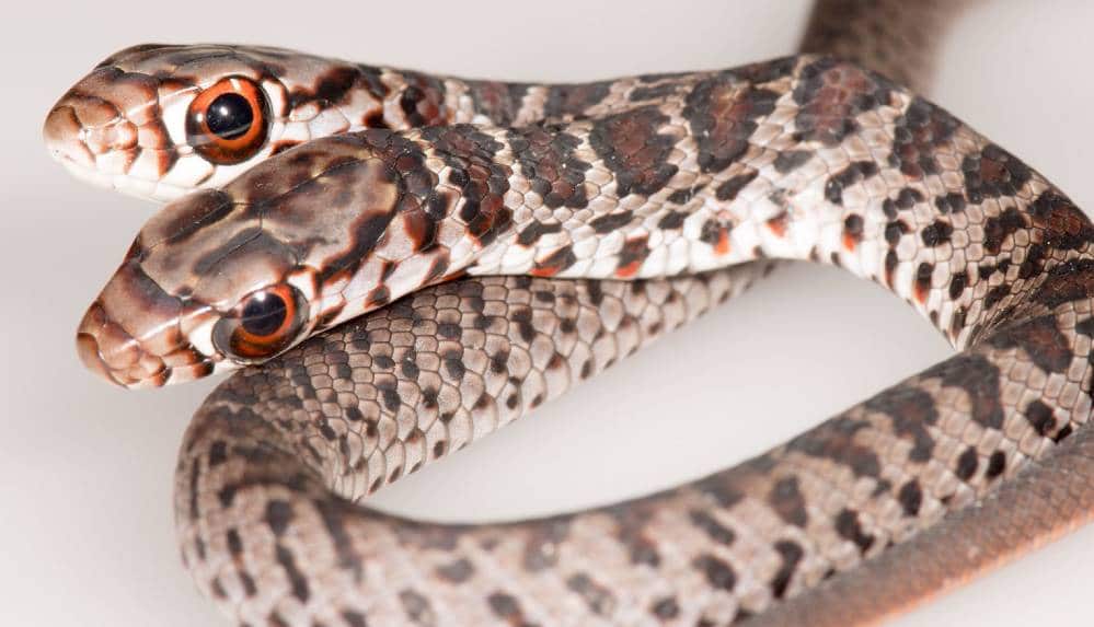 Florida'da çift başlı yılan bulundu