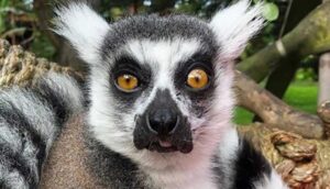 Hayvanat bahçesinde olaylı gece_ 21 yaşındaki lemur kaçırıldı