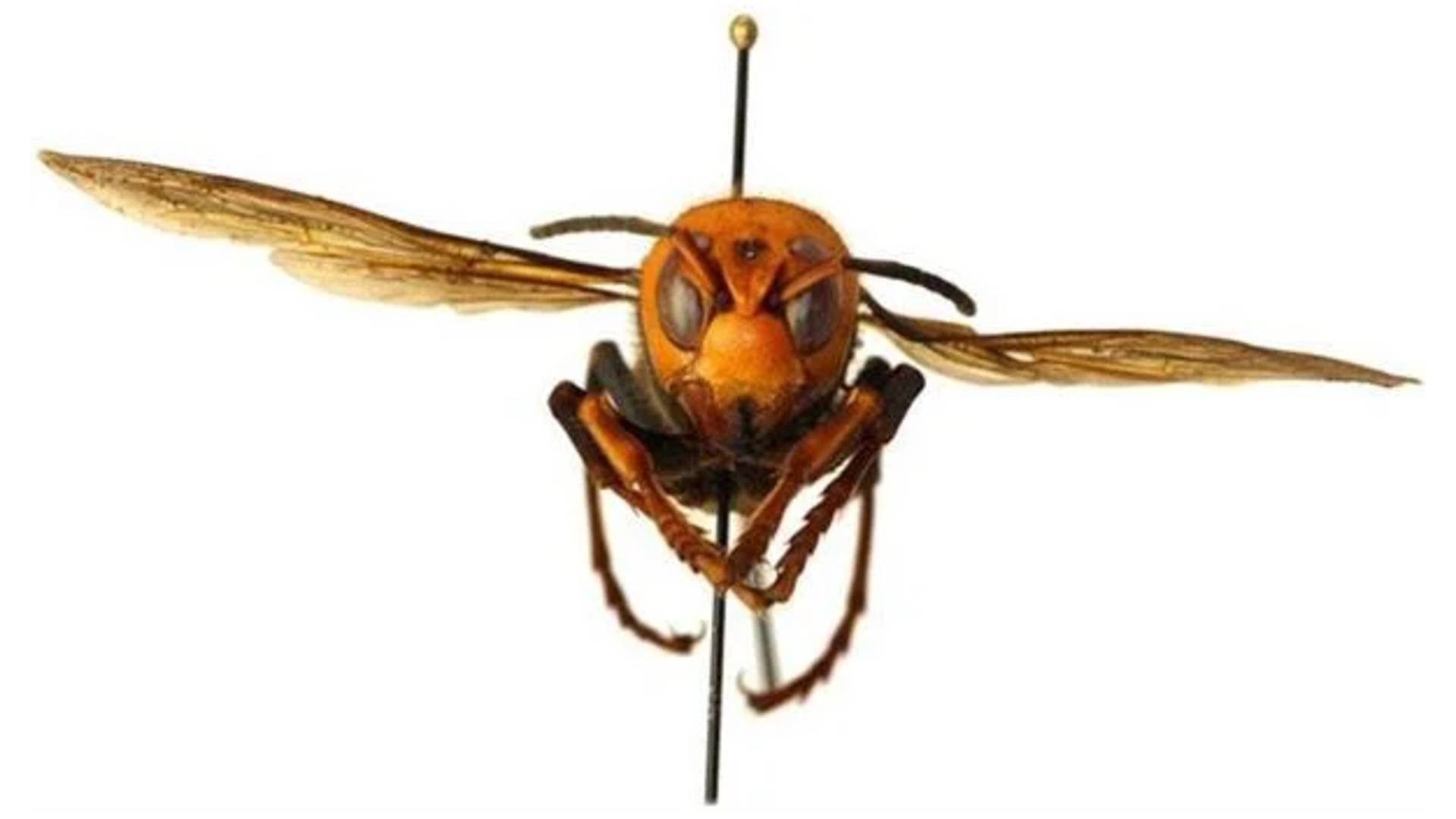 'Katil eşekarısı' bilim insanlarının elinden kaçtı