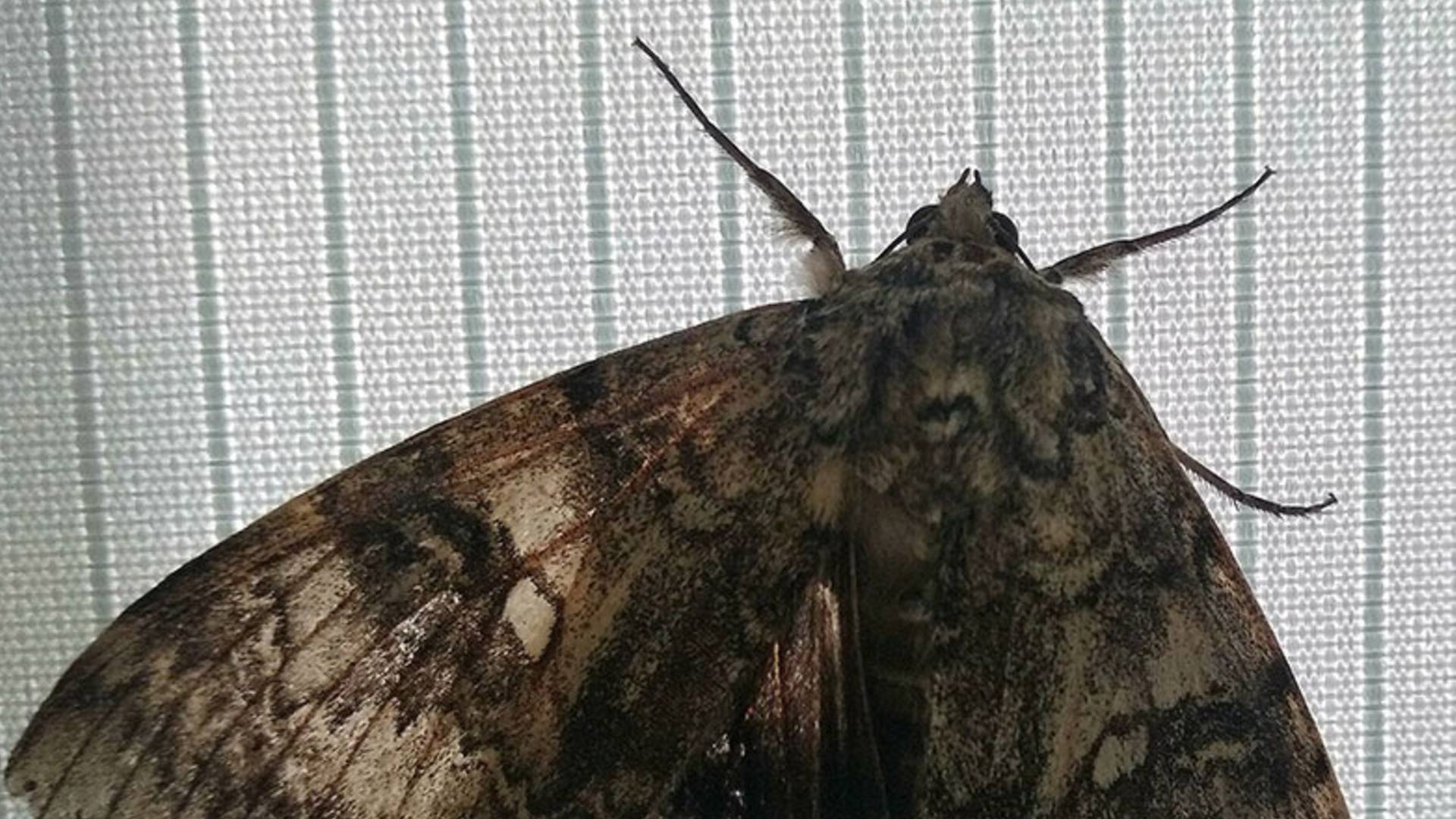 Nükleer patlama mı neden oldu_ Çernobil'de kuş büyüklüğünde kelebek bulundu