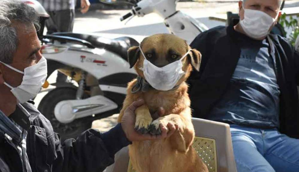 Rus bilim insanı_ Kovid-19 zoonotik enfeksiyona dönüşebilir