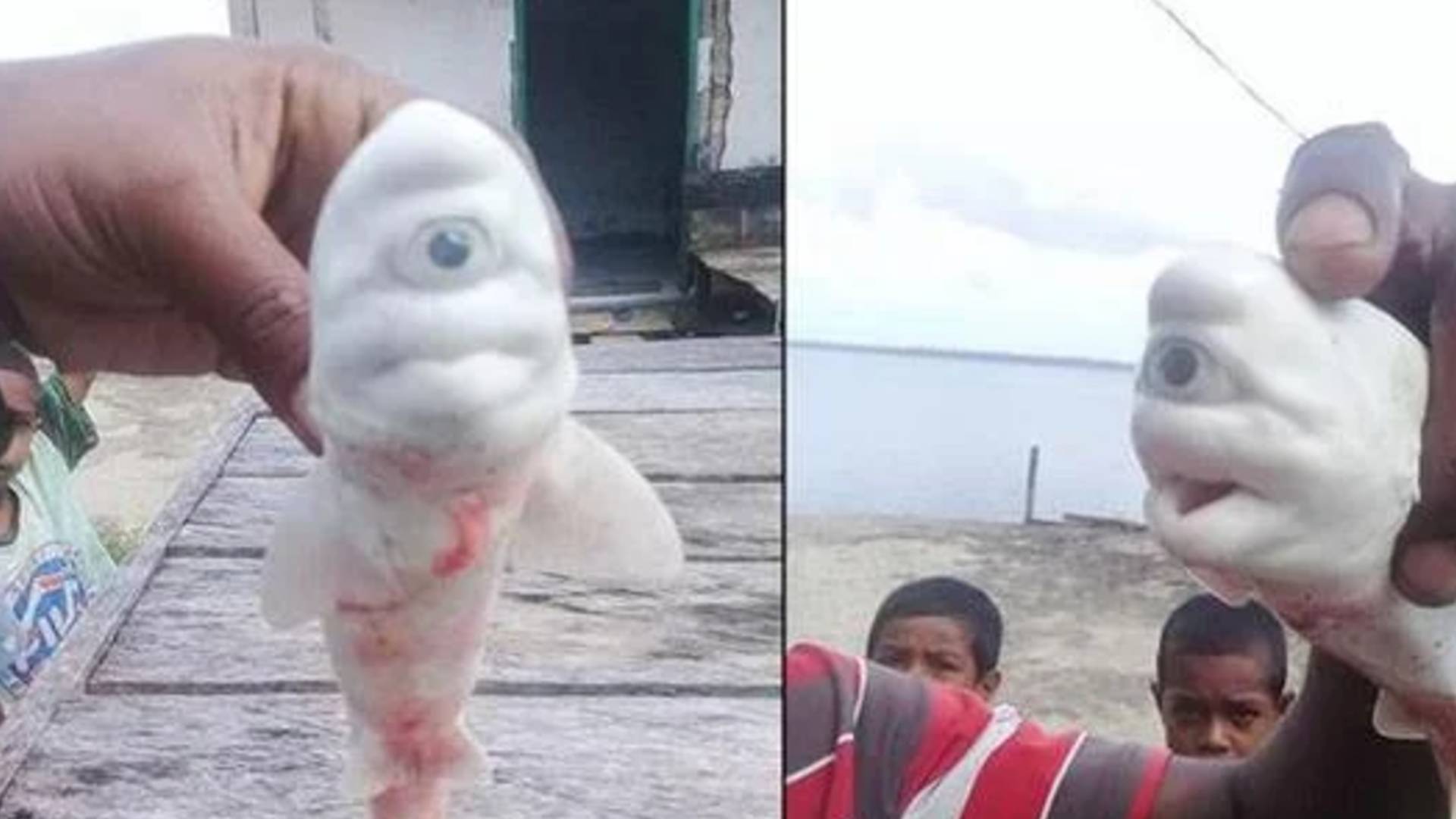 Tek gözlü köpekbalığı, görenleri şaşkına çevirdi