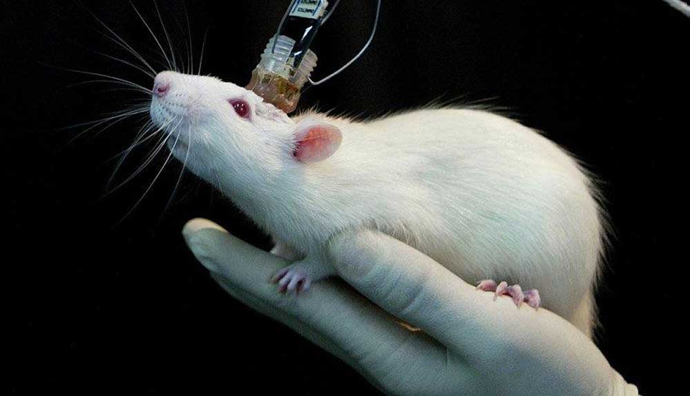 Yeni-salgın-alarmı!-Fareden-insanlara-hastalık-bulaştı