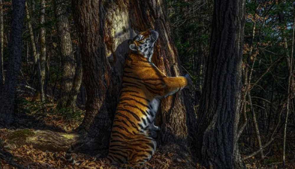 Yılın vahşi yaşam fotoğrafı Ağaca sarılan kaplan