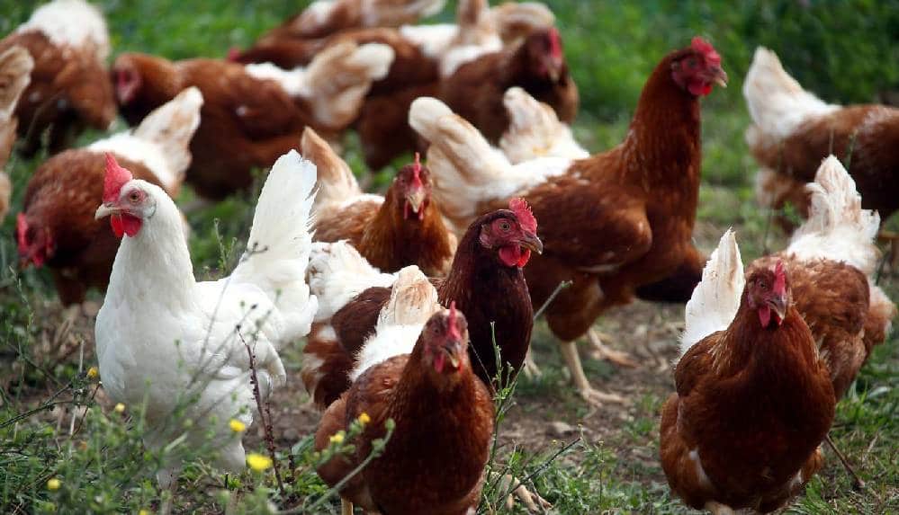 Avrupa'da kuş gribi tehlikesi_ Fransa ve Danimarka'da salgın vakaları tespit edildi