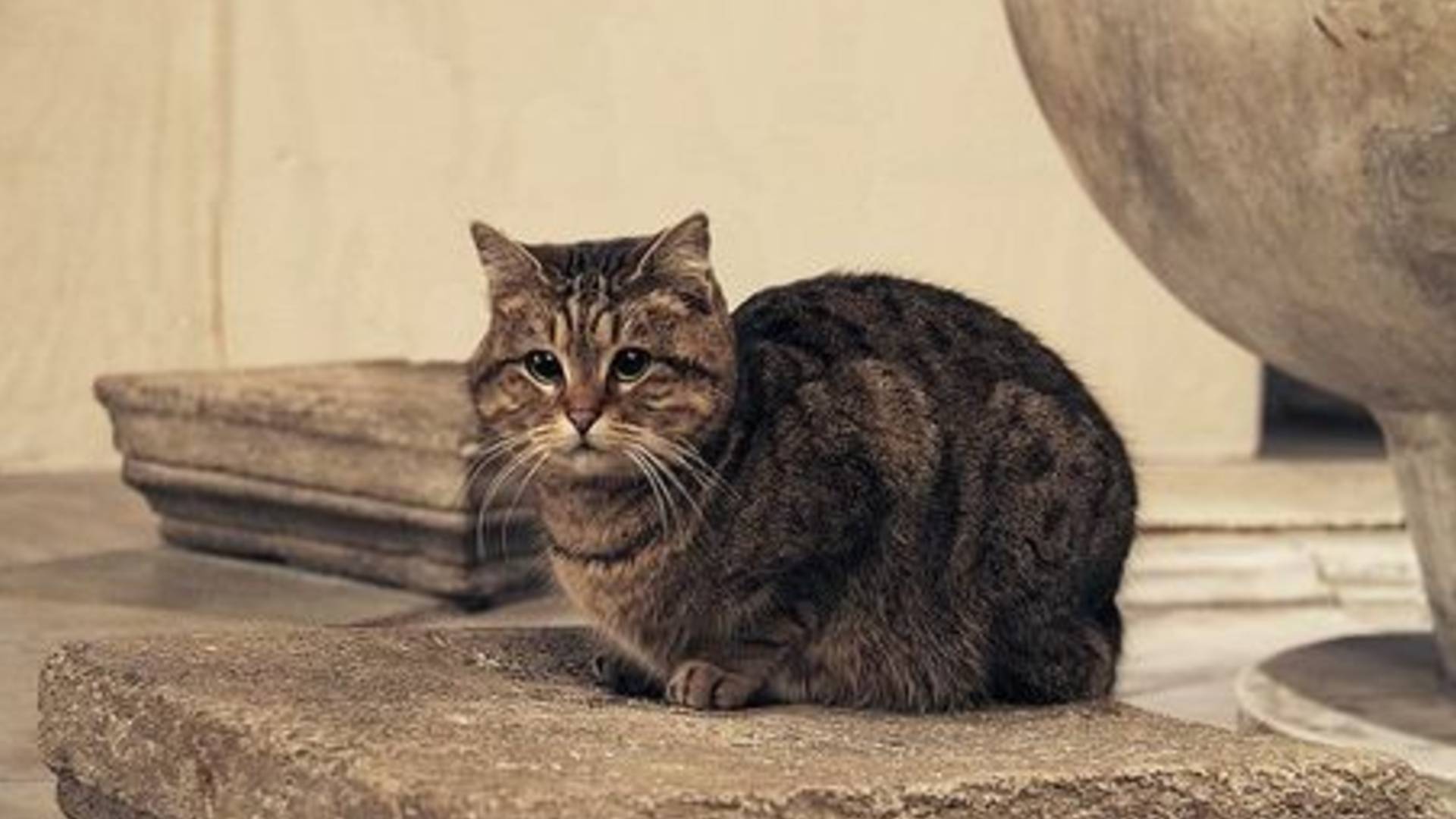 Ayasofya'nın sembol kedisi yaşamını yitirdi!