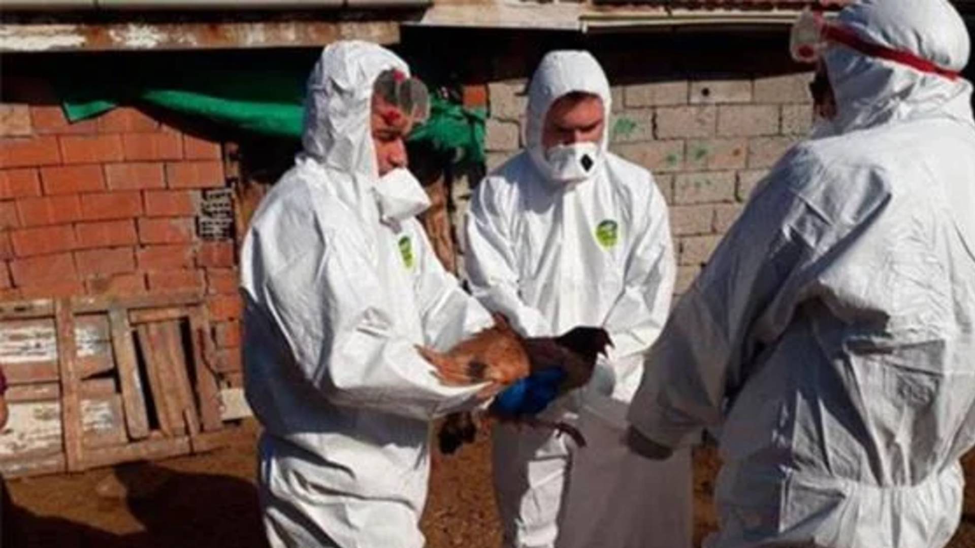 Corona kâbusu sürerken İngiltere'de bir de ‘kuş gribi’ alarmı verildi