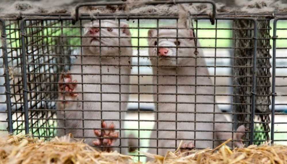 Danimarka'da vizon itlafı krizi_ Başbakan özür dileyip _Yasadışı olduğunu bilmiyorduk_ dedi (1)