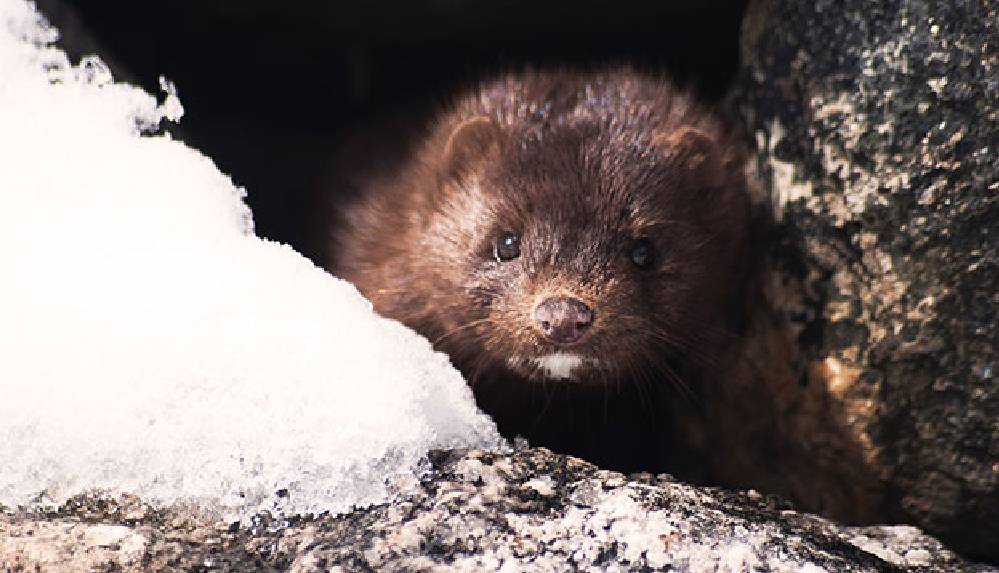 Danimarka'daki vizon koronavirüsü krizi İrlanda’ya sıçradı