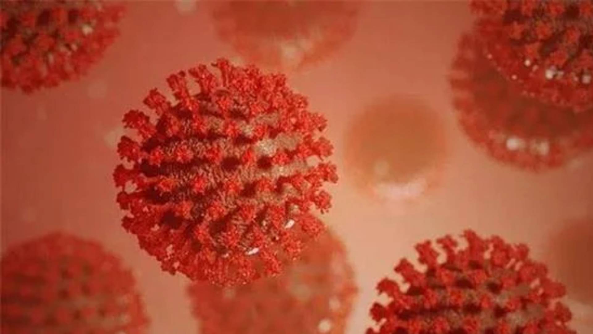 Koronavirüste korkutan gelişme_ 17 milyon hayvan uyutulacak