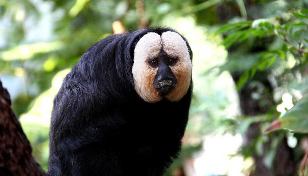 Maymunların trafik gürültüsünü ormandaki seslere tercih ettiği ortaya çıktı