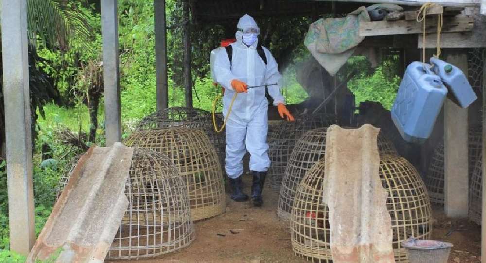 Resmen açıkladılar_ İngiltere'de bir çiftlikte H5N8 salgını tespit edildi