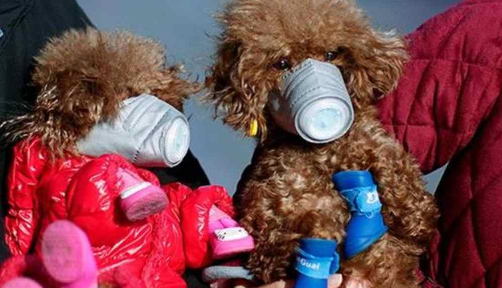 Şoke eden 'köpek gezdirme' yasağı_ Üç kez ihlal edenlerin köpeği öldürülecek