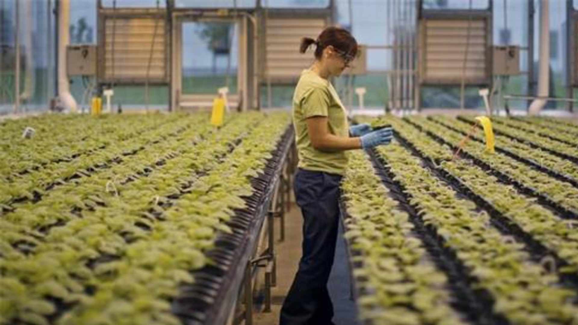 Üç kıtada 23 bin kişi üstünde test edildi_ Tütünden üretilen ilk grip aşısı klinik deneylerde geçer not aldı