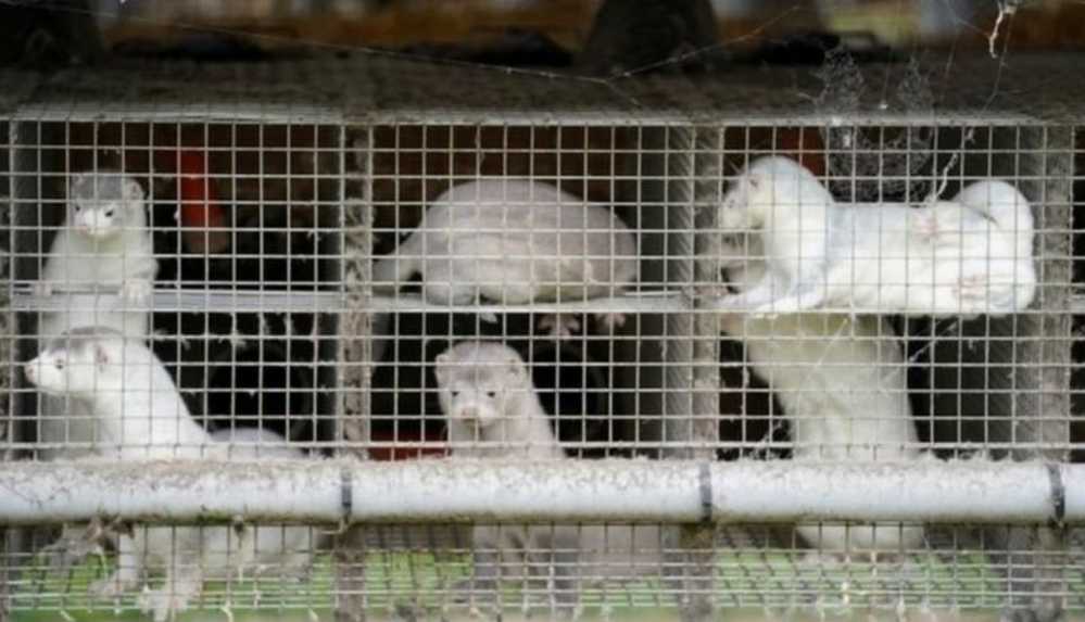 Vizon kaynaklı koronavirüs_ İngiltere, Danimarka'dan ziyaretçilere sınırlarını kapattı