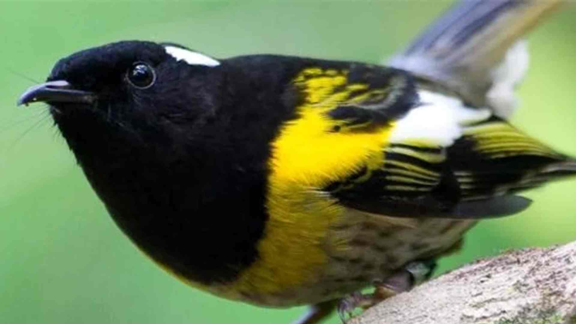 Yeni Zelanda'nın gündemi 'Yılın kuşu yarışması!' Ülke karıştı...