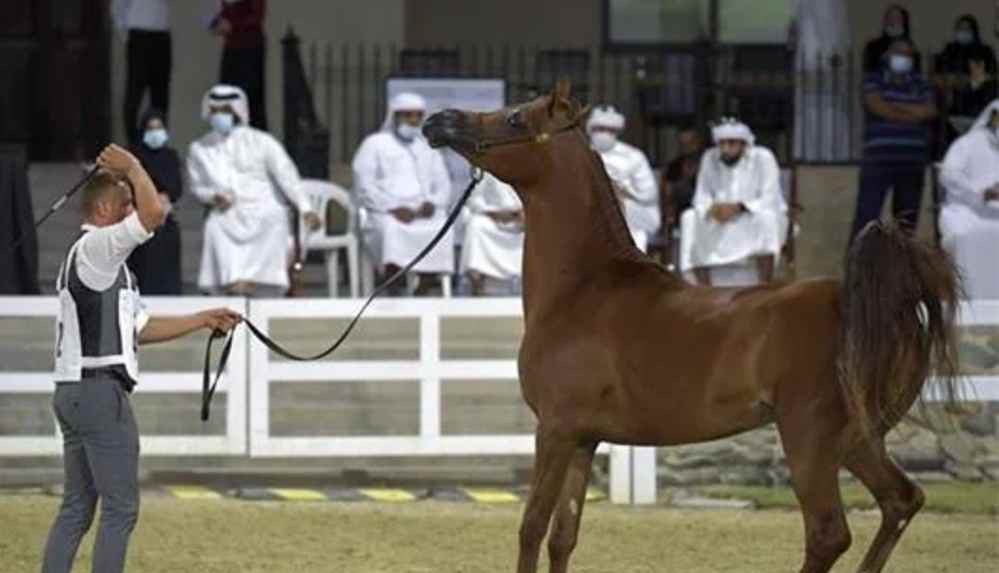 Yeni araştırma ortaya koydu_ Atlar kırbaçlanınca insanlar kadar acı çekiyor