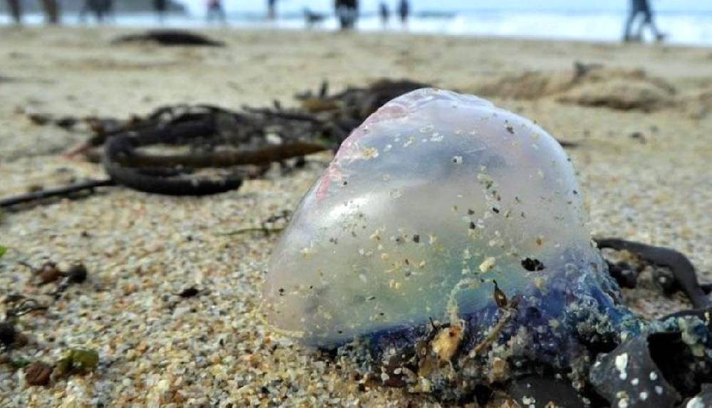 Yüzlercesi karaya vurdu! Yöre sakinleri alarmda...