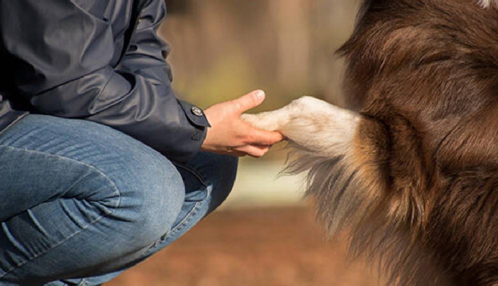spanyol akademisyenlerden koronavirüs analizi_ Köpek sahipleri risk altında