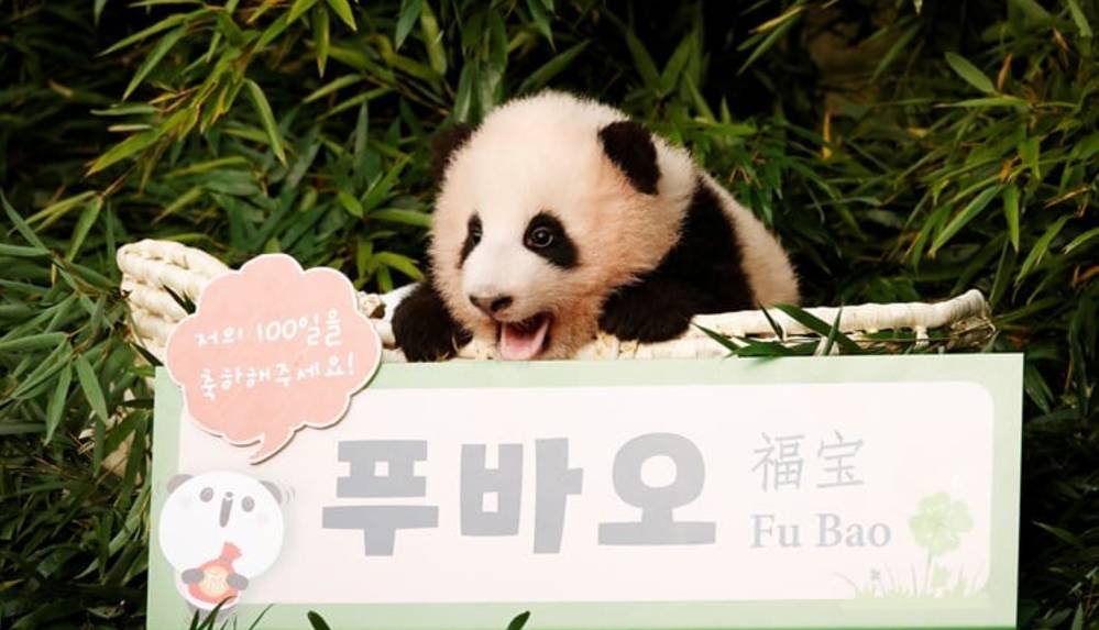 ‘Panda diplomasisi’ Güney Kore’deki ilk meyvesini verdi_ Fu Bao