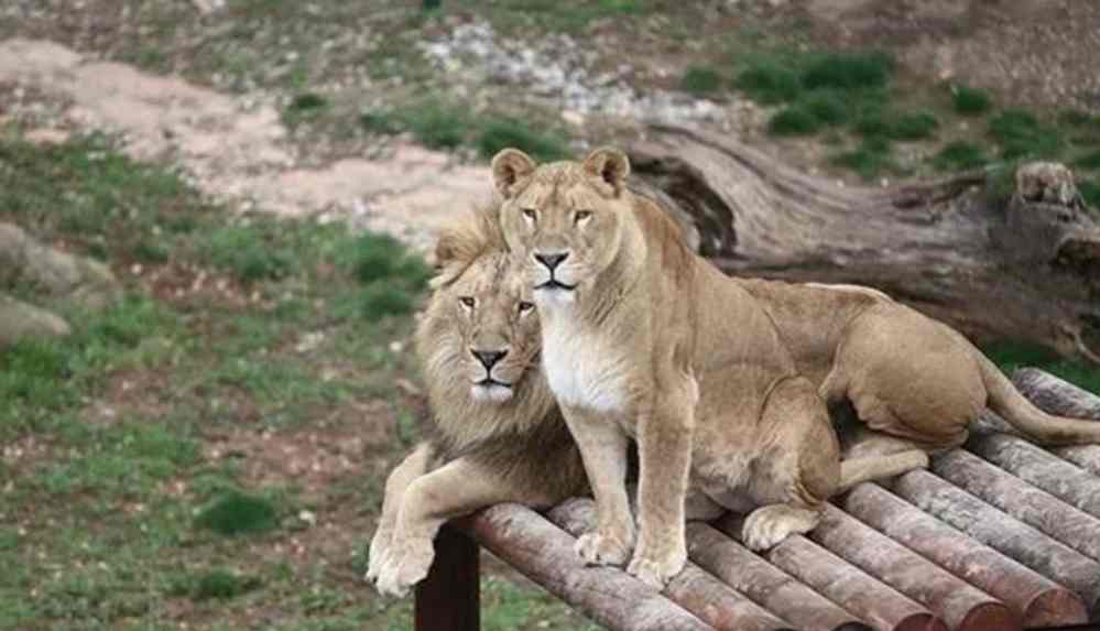 4 aslan koronavirüse yakalandı, uzmanlar araştırmaya başladı