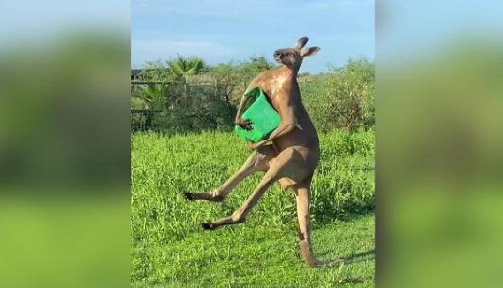 ABD’de kuyruğu üzerinde durabilen kanguru görüntüleri viral oldu