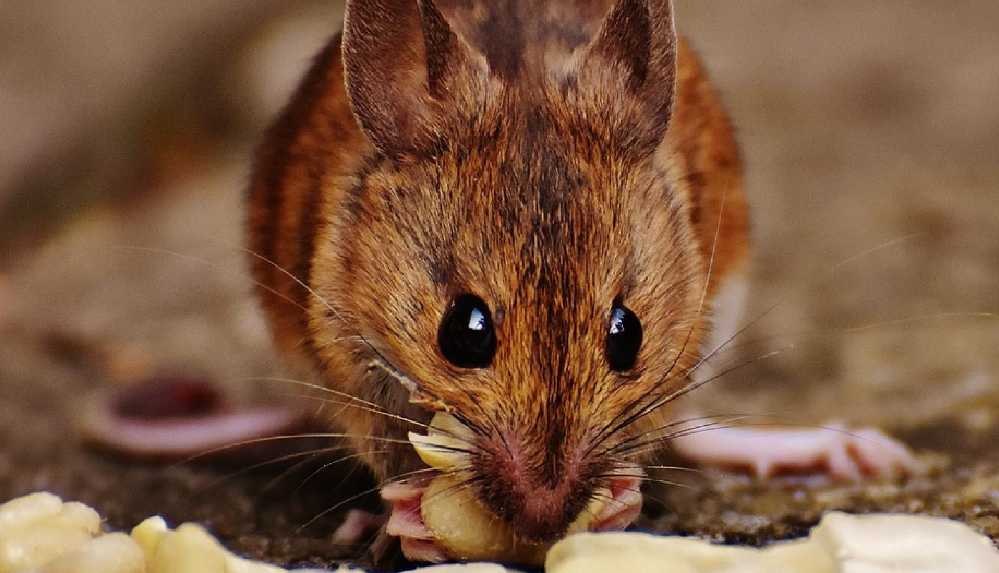 Britanyalı uzmanlardan zehre dayanıklı _süper fare_ uyarısı_ Evinizi istila edebilir