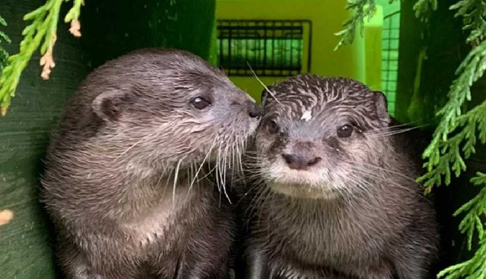 Dul kalan iki su samuru, çöpçatanlık uygulaması sayesinde artık yalnız değil