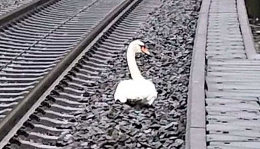 Esinin-yasini-tutan-kugu-20-tren-seferinin-rotar-yapmasina-neden-oldu