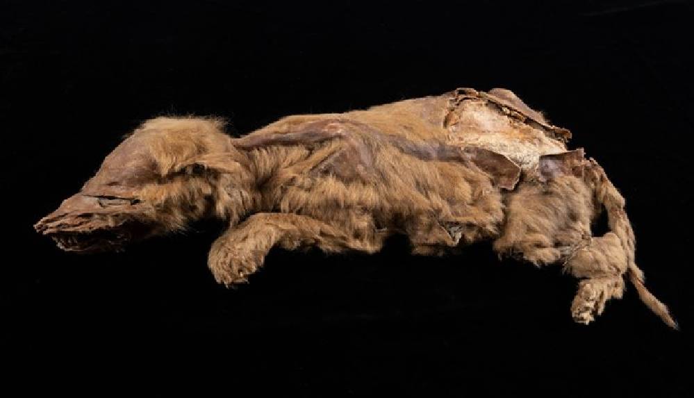 Kanada'da 57 bin yıllık kurt yavrusu fosili bulundu