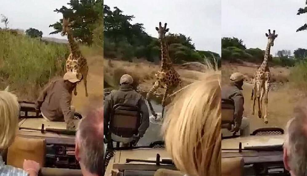 Kenya’da turistlerin kızgın zürafa ile imtihanı